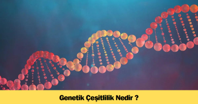 genetik-cesitlilik-nedir