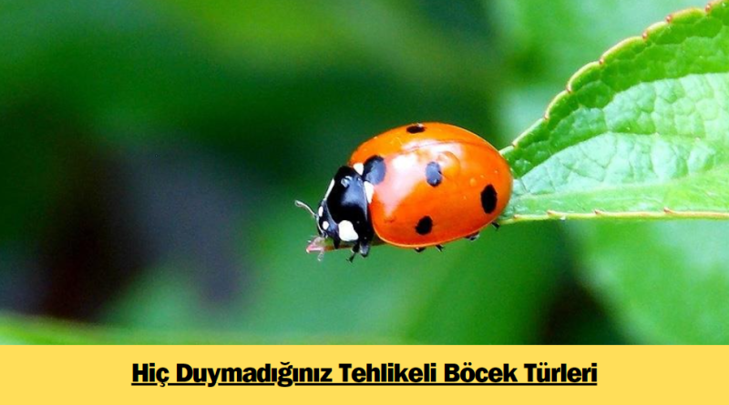 hic-duymadiginiz-tehlikeli-bocek-turleri