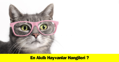 en-akilli-hayvanlar-hangileridir