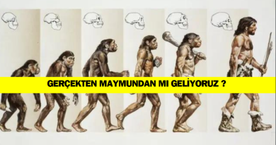 maymundan-geliyor-muyuz-evrim-teorisi-dogru-mu