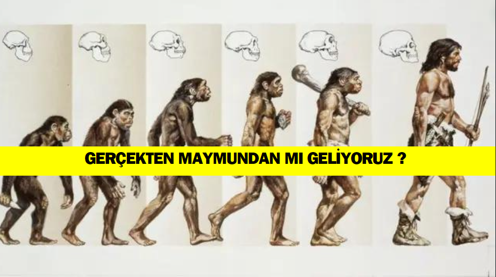 Maymundan Geliyor Muyuz : Evrim Teorisi Doğru Mu?